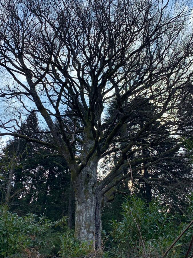 Gite " Oree Des Bois" Vertolaye Exterior foto
