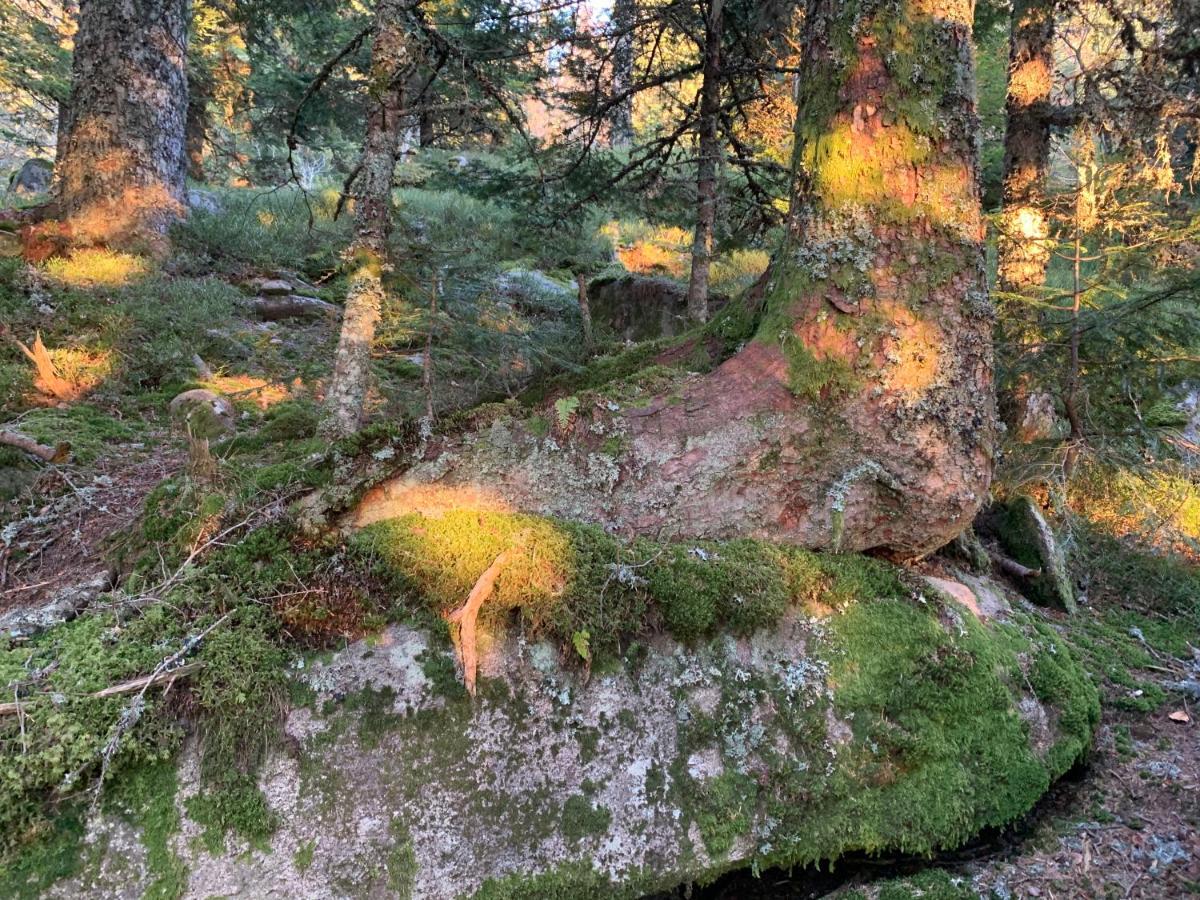 Gite " Oree Des Bois" Vertolaye Exterior foto