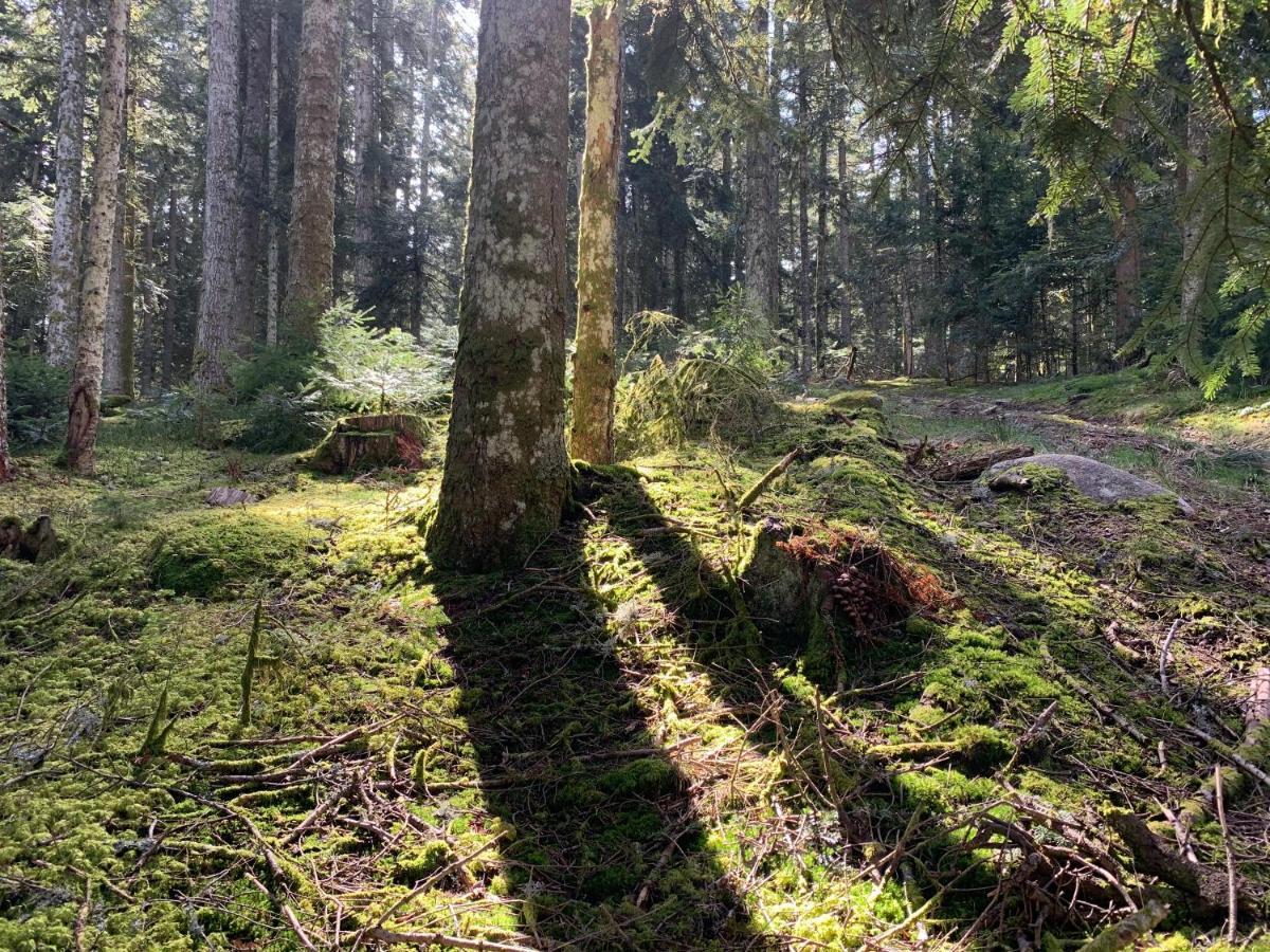 Gite " Oree Des Bois" Vertolaye Exterior foto